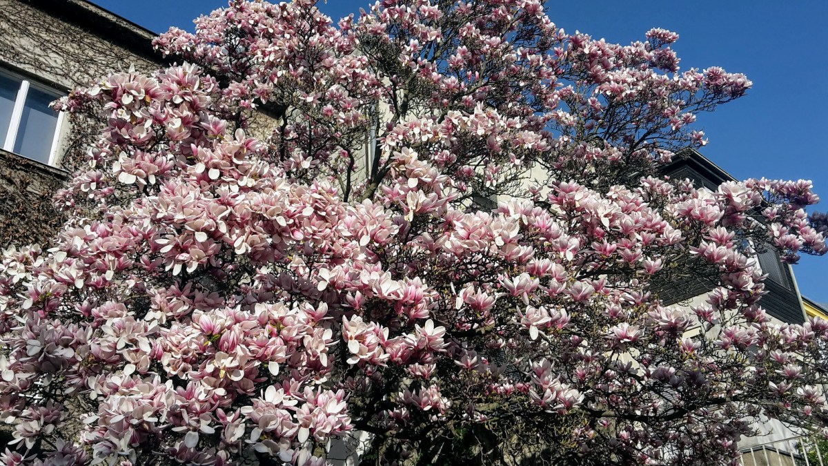 The Non-Weightloss Approach